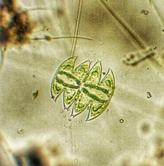 Micrasterias laticeps