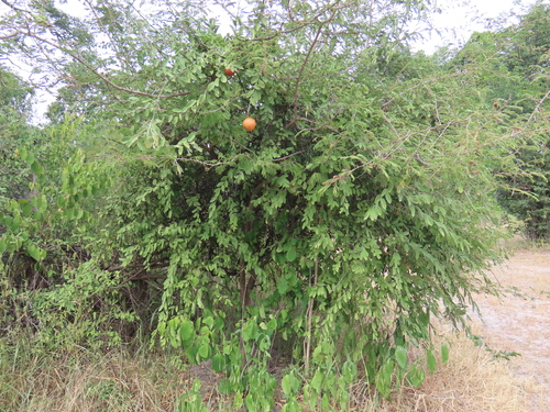 African caper (Capparis tomentosa)