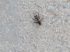 Traumatomutilla centralis