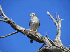 Spiziapteryx circumcincta