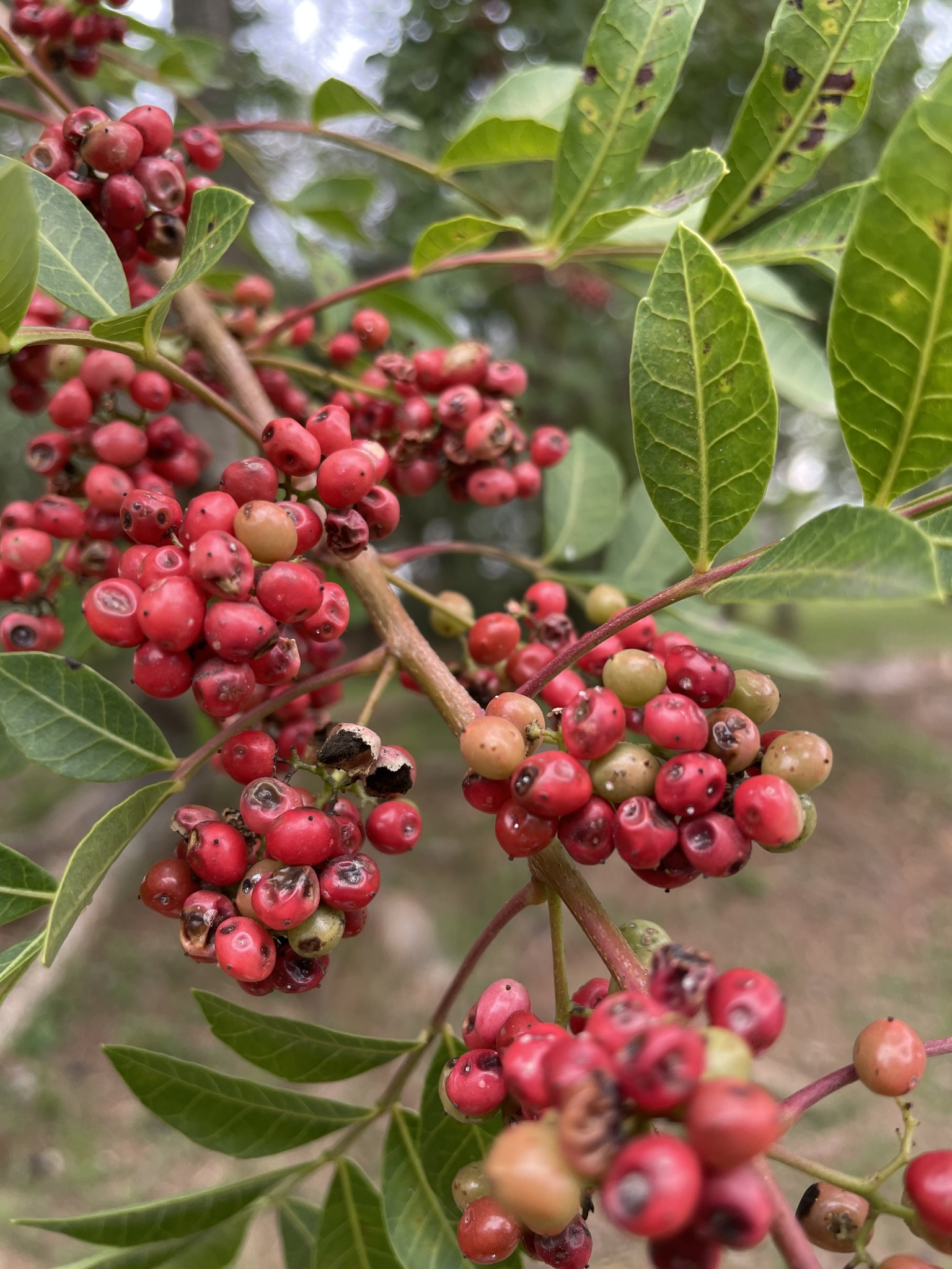 Schinus terebinthifolia