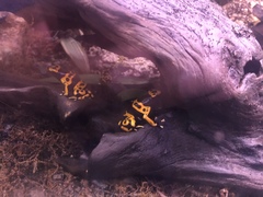 Dendrobates leucomelas