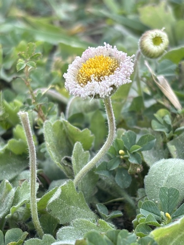 Erigeron procumbens (Houst. ex Mill.) G.L.Nesom