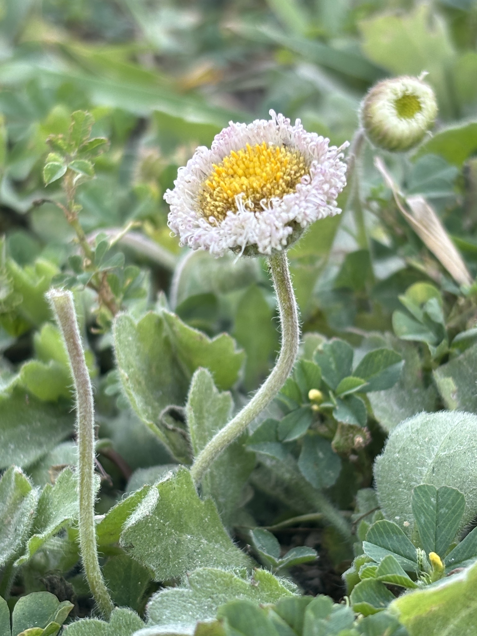 Erigeron procumbens