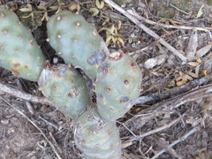 Tephrocactus articulatus