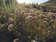 Allium haematochiton