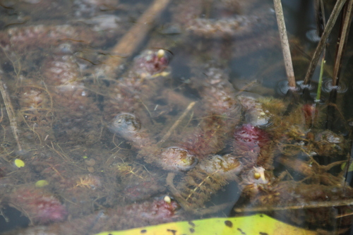 Aldrovanda vesiculosa, photograph 6