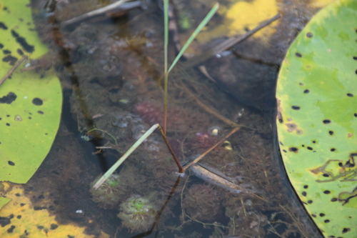Image of Aldrovanda vesiculosa by no rights reserved