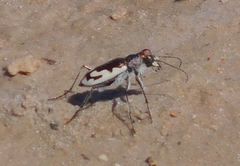 Cicindela willistoni