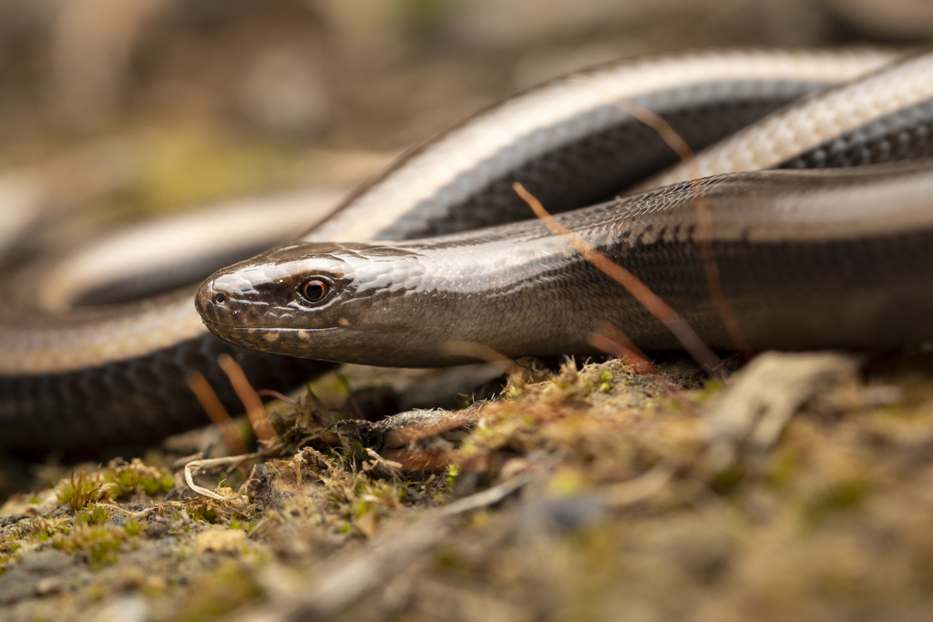 Slowworms