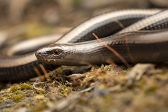 Peloponnese Slow Worm photo 3