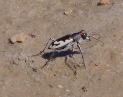 Cicindela willistoni