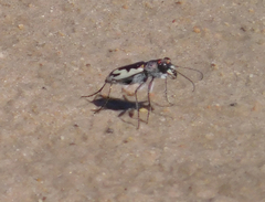 Cicindela willistoni