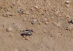 Cicindela willistoni