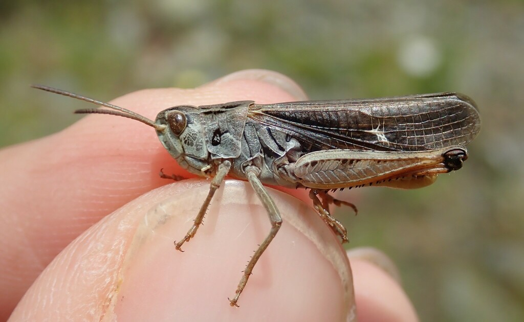 Cottian Toothed Grasshopper