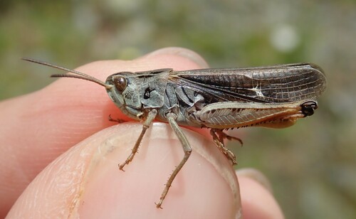 Cottian Toothed Grasshopper