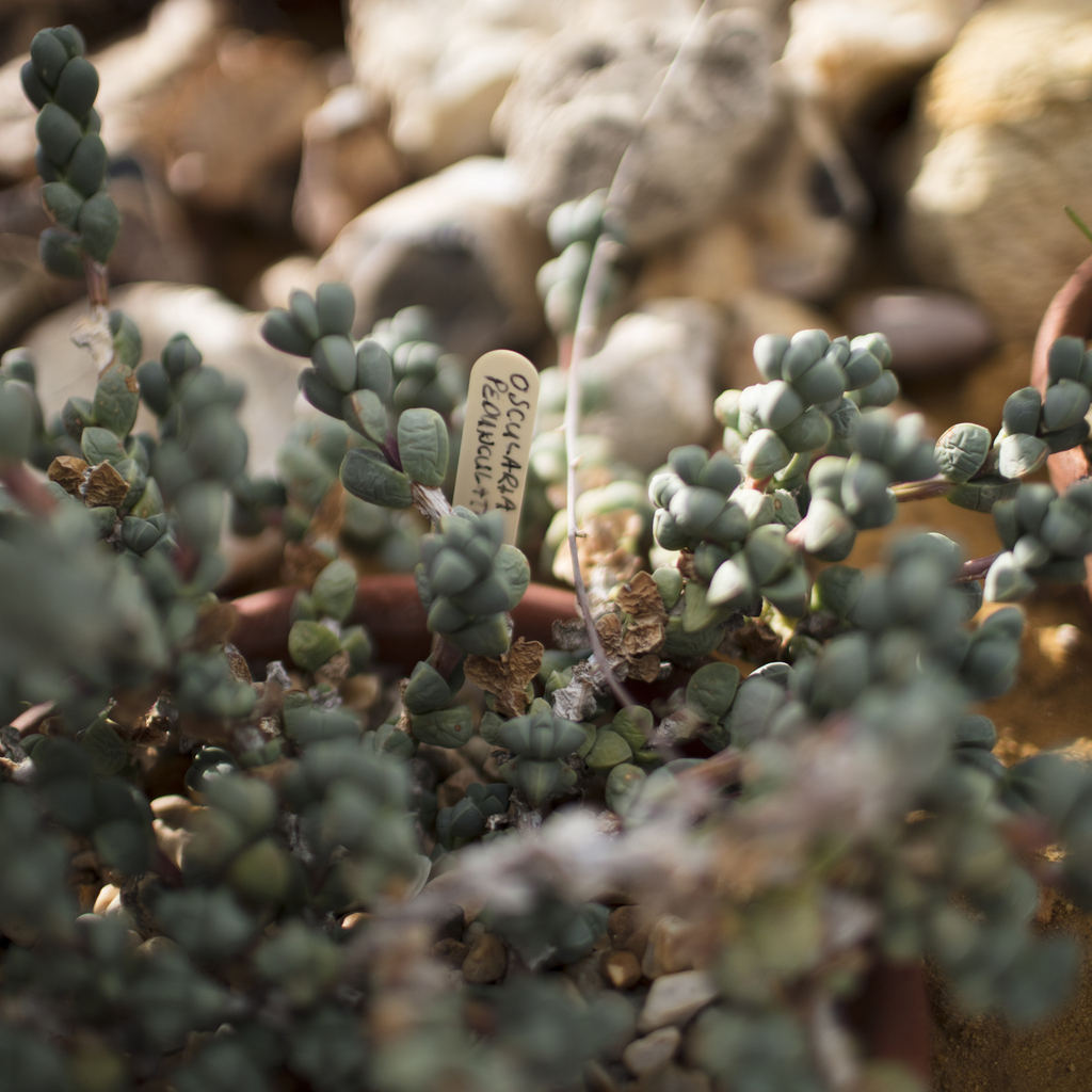 Oscularia pedunculata