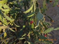 Opuntia karwinskiana