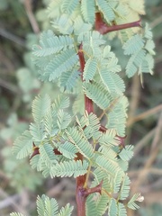 Senegalia gilliesii