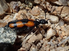Eupompha elegans