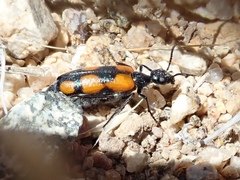 Eupompha elegans