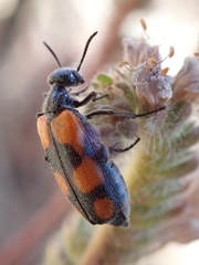 Eupompha elegans