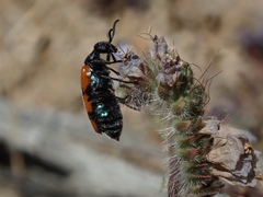 Eupompha elegans