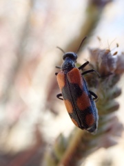 Eupompha elegans