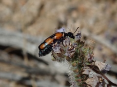Eupompha elegans