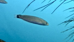 Halichoeres californicus