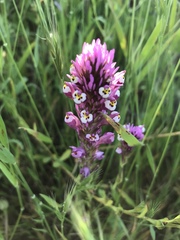 Castilleja densiflora gracilis