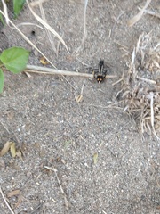 Traumatomutilla centralis