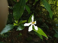 Gardenia jasminoides