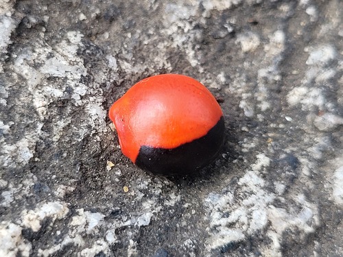 Foto de Olho-de-cabra