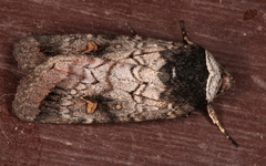 Proteuxoa restituta