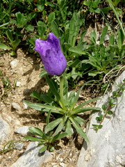 Campanula alpestris
