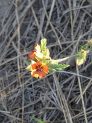 Sphaeralcea cordobensis