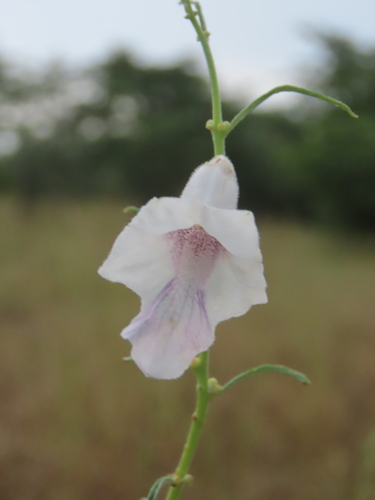Image of Sesamum calycinum by no rights reserved