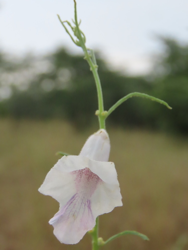 Image of Sesamum calycinum by no rights reserved