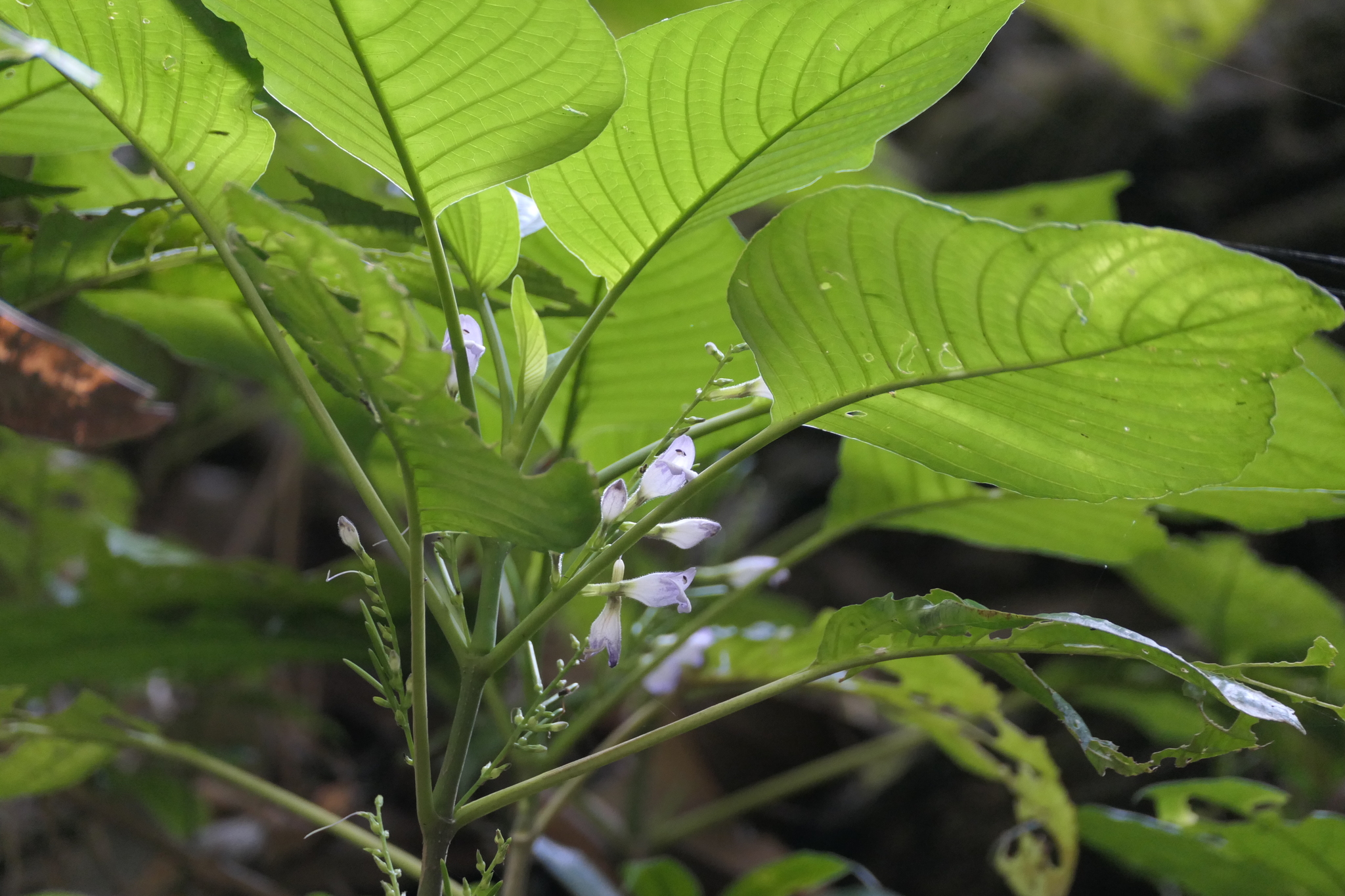Gymnostachyum warrierianum K.M.P.Kumar, Balach. & V.B.Sreek.