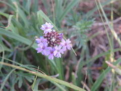 Glandularia dissecta