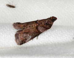 Conobathra hemichlaena