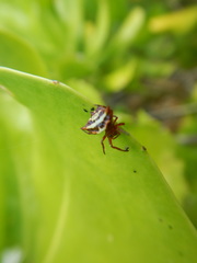 Gasteracantha sanguinolenta