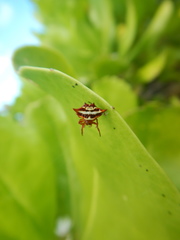 Gasteracantha sanguinolenta