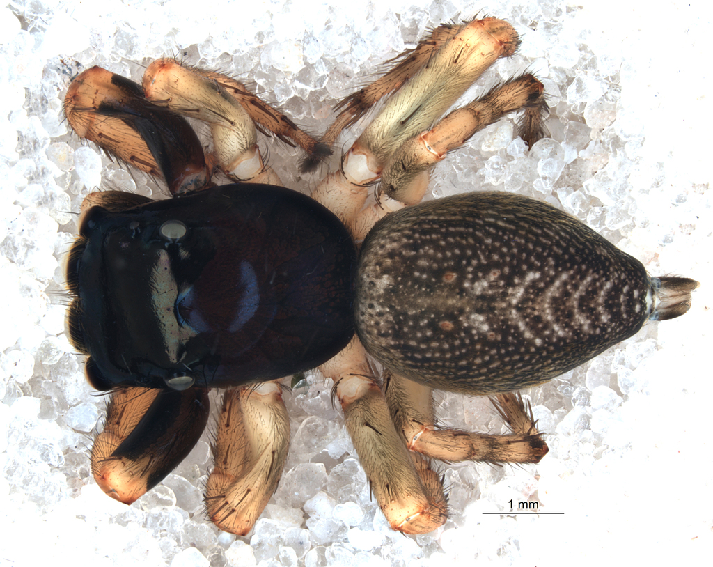 Kalcerrytus merretti