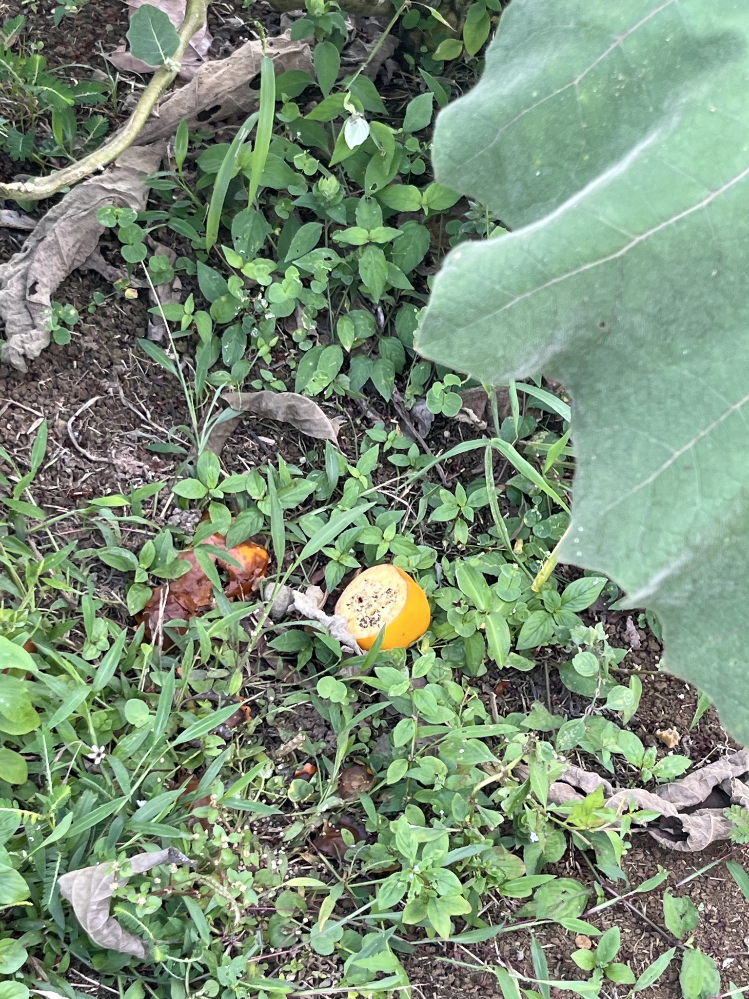 Imagem de Cubiu