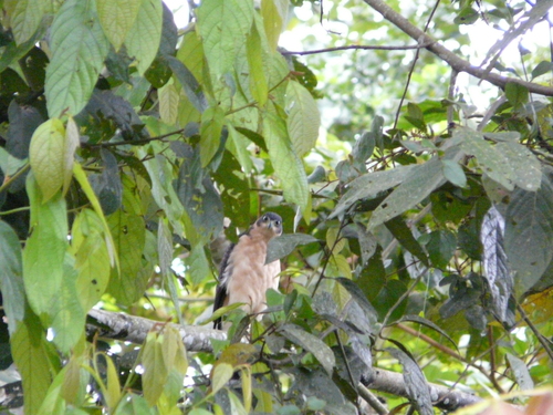 Bicolored Hawk (Astur bicolor), photo 6
