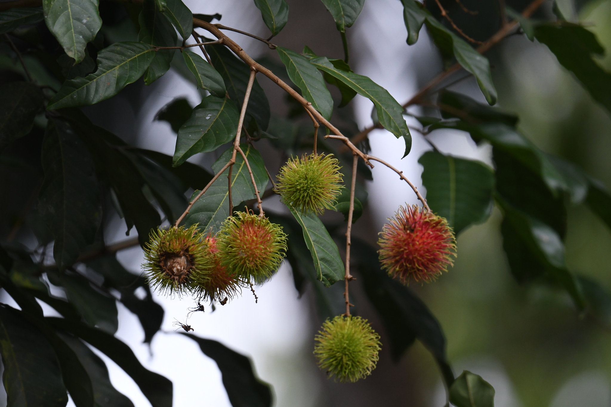 Imagem de Rambutan