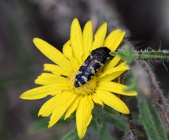 Acmaeodera macra