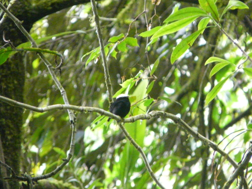 White-crowned Manakin (Pseudopipra pipra), photo 10